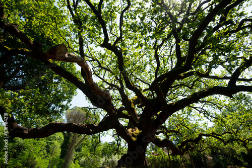 The Oak of the Witches - Italy