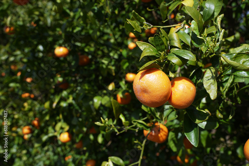 The Captivating Charm of Tangerine Trees and Fruits in a Healthy California Orchard