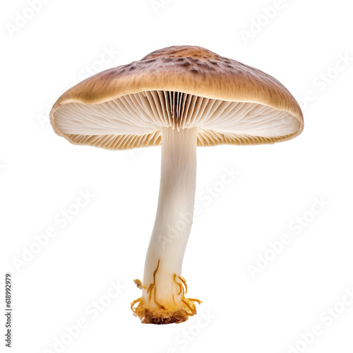 front view of Mushroom vegetable isolated on transparent white background