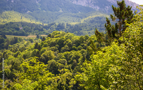 I boschi dell'Alpago in provincia di Belluno,Italia