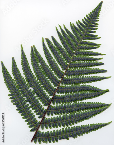 Male fern - Dryopteris filix-mas - frond face down showing the sori