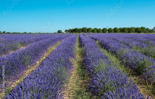 Hermoso y colorido campo sembrado con lavanda en tierras de la villa de Tiedra, España