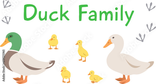Duck, drake and ducklings in different poses. Flat vector cartoon illustration. Isolated on white. Domestic farm livestock birds family, poultry, male and female with offspring. Full length, side view