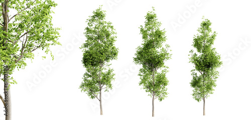 Black alder trees isolated on transparent background and selective focus close-up. 3D render.