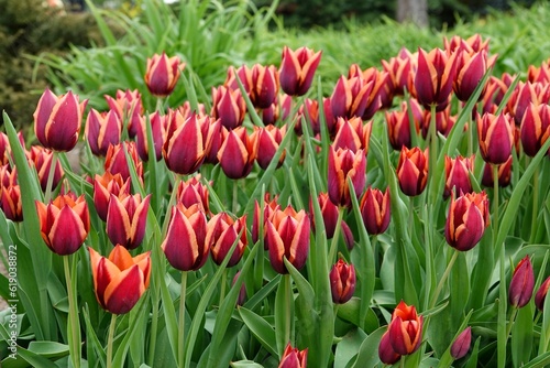 A bed of flowering red and orange tulips of the Slawa variety. Beautifully blooming flowers, spring concept. High quality photo