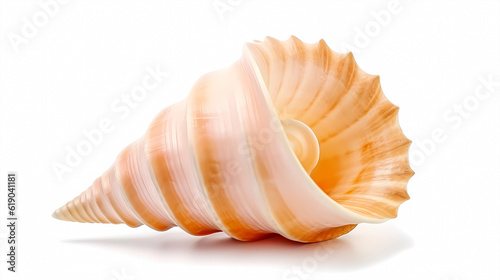 A conch shell on a white background 