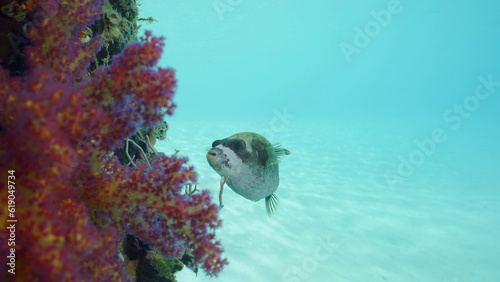 Puffer fish swims next to coral-covered pier. Masked Puffer (Arothron diadematus) swimming next to pier on brightly sunny day on blue water background, Red sea, Safaga, Egypt