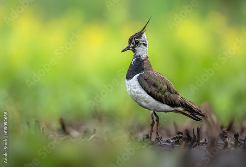 Northern lapwing bird close up ( Vanellus vanellus )