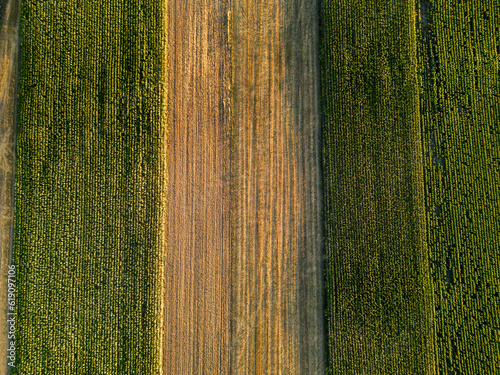 Vibrant Patchwork: Aerial View of Green and Gold Cultivated Fields in Harmonious Composition