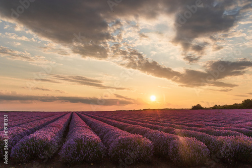 Beautiful Lavender field at sunset