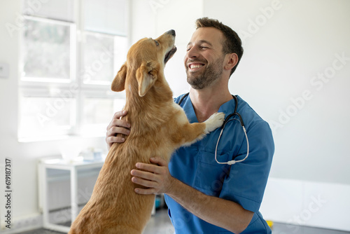 Happy man vet doctor in blue uniform cuddling pembroke welsh corgi dog, playing with little dog after treatment, free space