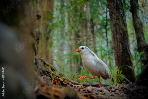 Kagu or Cagou, kavu or kagou - Rhynochetos jubatus crested long-legged bluish-grey bird endemic to mountain forests of New Caledonia, Rhynochetos in Rhynochetidae, almost flightless