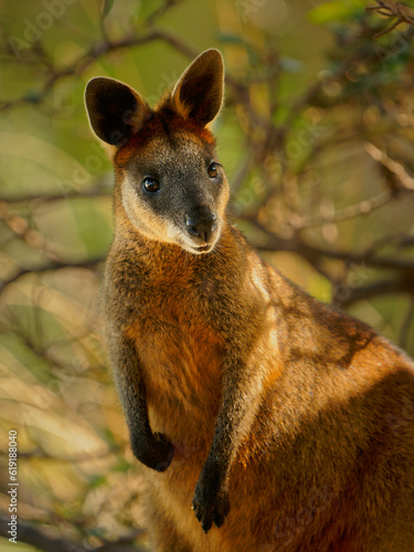 Swamp Wallaby - Wallabia bicolor small macropod marsupial of eastern Australia. Known as the black wallaby, black-tailed wallaby, fern wallaby, black pademelon, stinker and black stinker