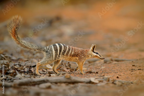 Numbat - Myrmecobius fasciatus also noombat or walpurti, insectivorous diurnal marsupial, diet consists almost exclusively of termites. Small cute animal termit hunter in the australian forest