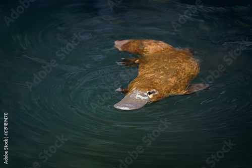 Platypus - Ornithorhynchus anatinus, duck-billed platypus, semiaquatic egg-laying mammal endemic to eastern Australia, including Tasmania. Strange water marsupial with duck beak and flat fin tail
