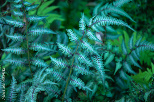 Close up of beautiful growing ferns in the forest