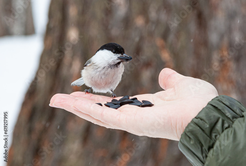 Feeding tits with hand in the park in winter. Small bird eats seeds from hand. Seeds lie on hand and a small bird sits. Bird watching. Bird holds a seed in its beak. Tit. chickadee, parus montanus.