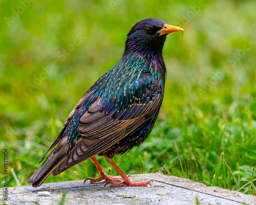 Starling perched looking right.