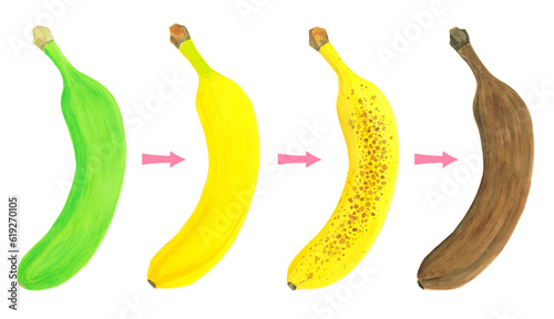 バナナの熟度と色の変化のイラスト素材 