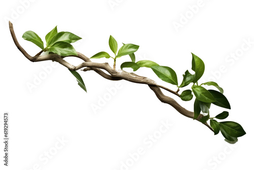 realistic twisted jungle branch with plant growing isolated on a white background