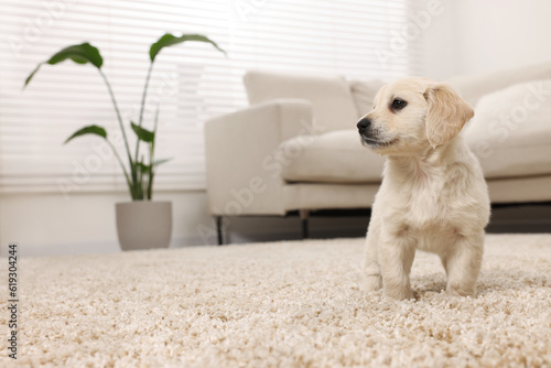 Cute little puppy on beige carpet at home. Space for text