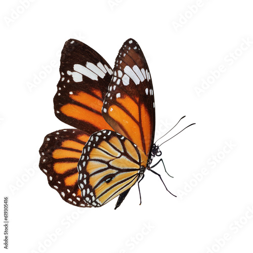 Beautiful butterfly on transparent background. PNG file