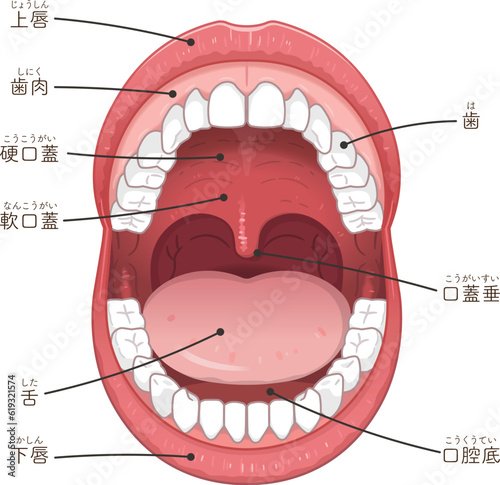 口腔、唇、歯、舌のイラスト