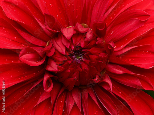 Red dahlia flower macro shot. Bright floral background