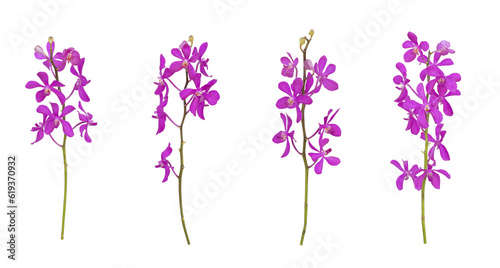 Set of cut out purple mokara orchids stem isolated on the white background