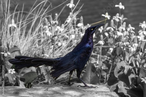 Grayscale shot of a great-tailed grackle bird stands on a stone in the park on a sunny day