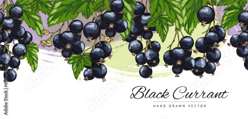 Hand drawn seamless border with colorful blackcurrant berries and leaves sketch style