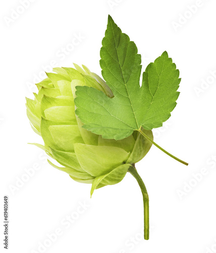 Fresh green hops plant falling in the air isolated