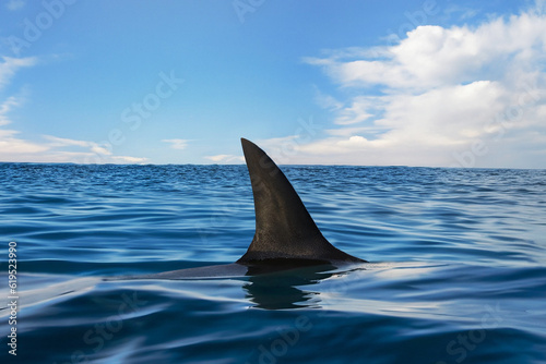 Shark fin on ocean surface in cloudy clear sky