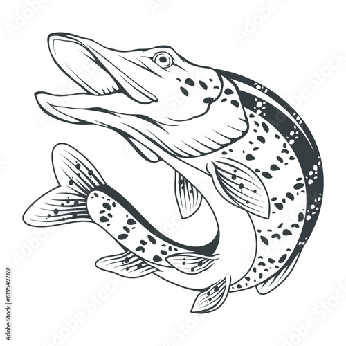 Pike. Vector illustration of a sketch jumping fish. Fishing logo. Angry fish