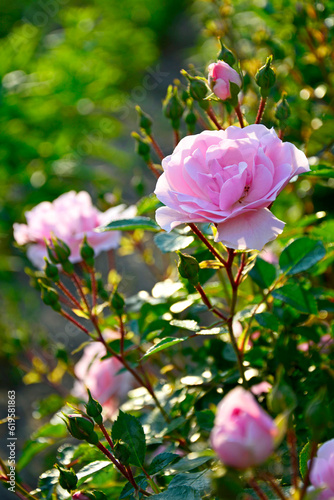 różowa róża w ogrodzie, kwitnący krzew różany, rosa, pink rose in the garden, blooming rose bush