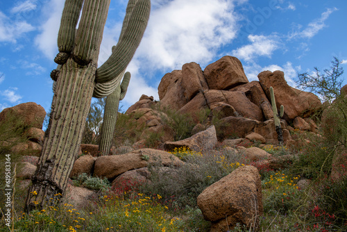 Classic Sonoran Desert Landscape In Arizona