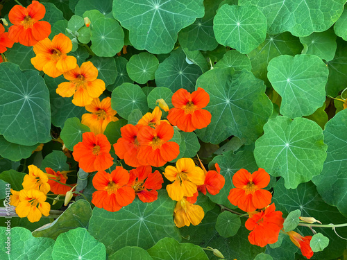 Nasturtiums 2