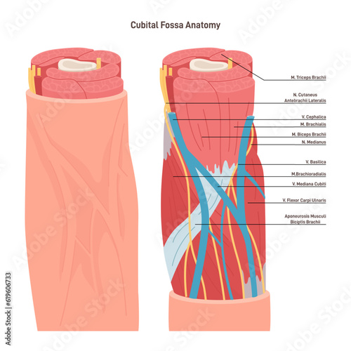 Cubital fossa anatomy. Triangular-shaped depression, located between
