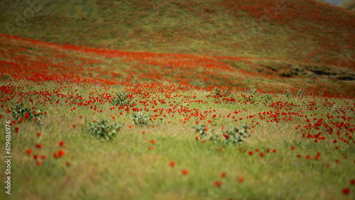 red grass field in the uzbek mountain