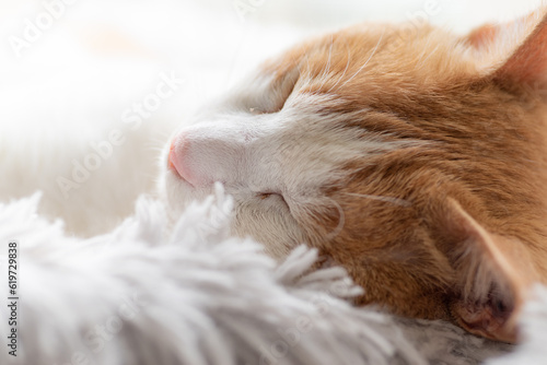 熟睡する猫 茶トラ白