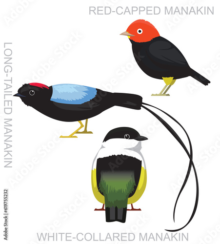 Cute Bird Manakin Set Cartoon Vector