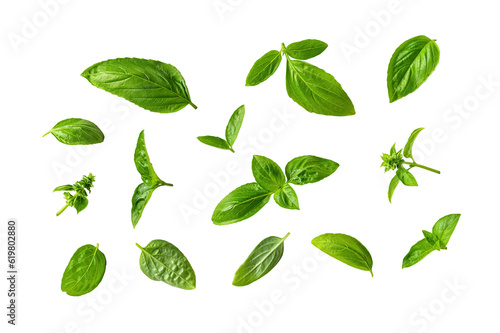 Set of fresh basil leaves isolated on a white background. Fragrant green basil leaves variety cutout. Ocimum basilicum plant parts as spice and seasonning for cooking. Macro.