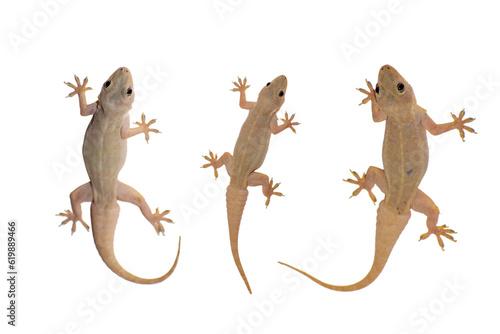 House lizard or hemidactylus frenatus isolated white background