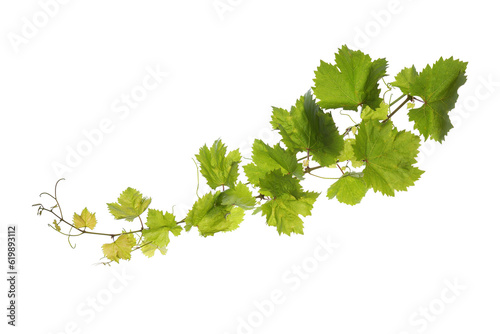 Grape leaves vine branch on transparent background, green leaves vine plant, nature frame jungle border, png