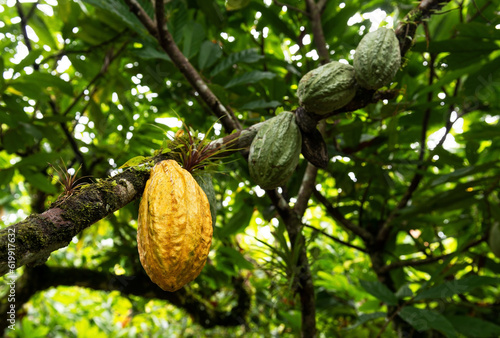 Ripe and unripe Arriba Nacional cacao (Theobroma cacao) fruit pod, Esmeraldas, Ecuador.