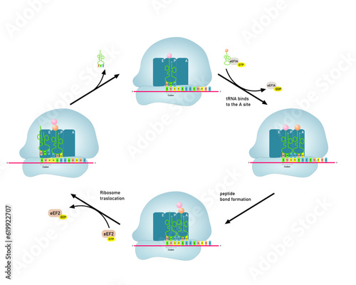 The elongation of translation in Eukaryotic organisms. First step of the protein synthesis. 