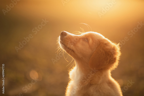 cute nova scotian duck toller retriever puppy dog profile portrait at sunset