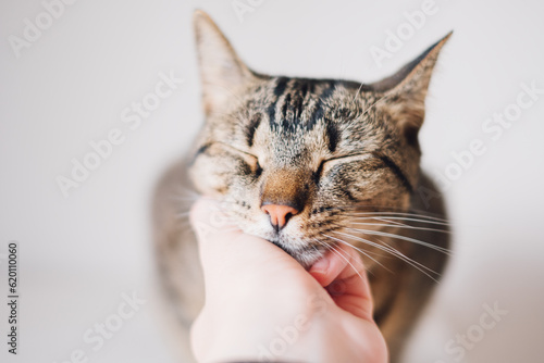 Cute tabby kitty enjoying caresses of his human. Female hand petting european shorthair cat, close up. Domestic animals. Purring cat.