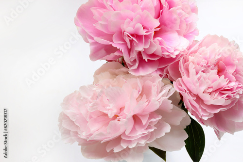 Bellissimi fiori di peonie rosa isolati su sfondo bianco. Composizione floreale. Perfetto per poster, San Valentino, festa della mamma, matrimonio, anniversario. Copia spazio.