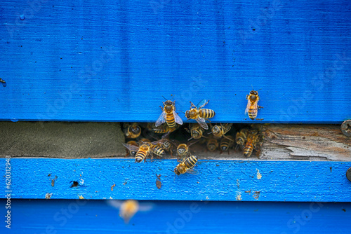 Pszczoła miodna leci do niebieskiego ula.